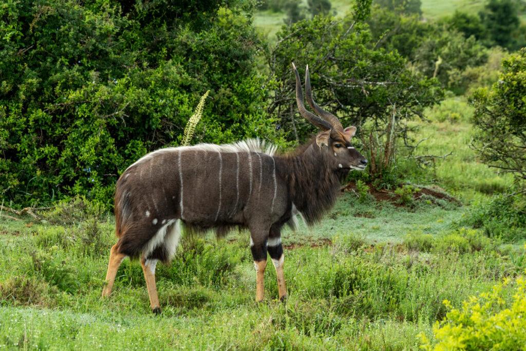 Pumba Private Game Reserve - Nuestras experiencias, costos y consejos