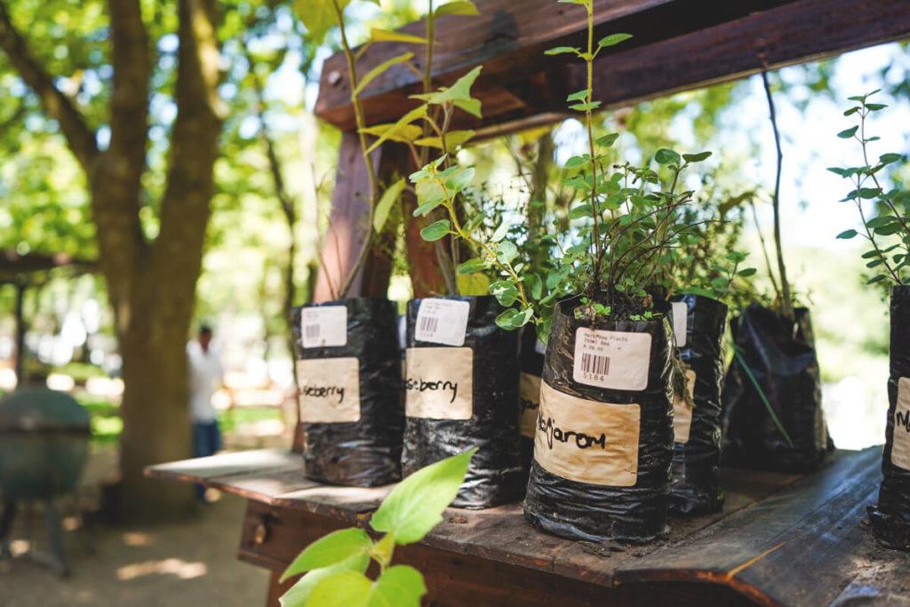 Viñedos-sudáfrica-boschendal-jardín-de-hierbas