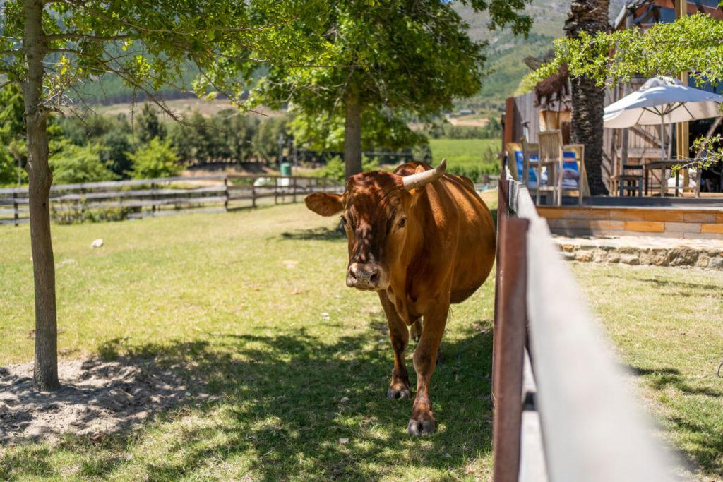 Vacas Farm Sanctuary SA