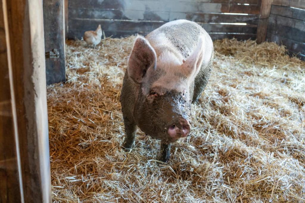 Cerdos Farm Sanctuary SA