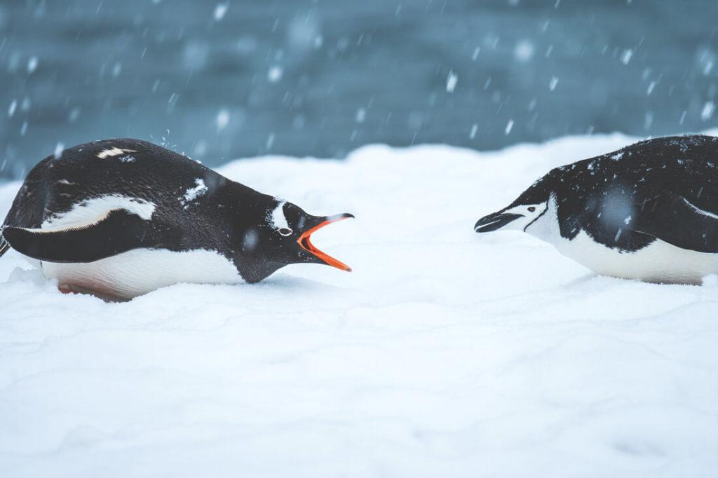 viaje-antartida-pinguinos-pelea-hielo