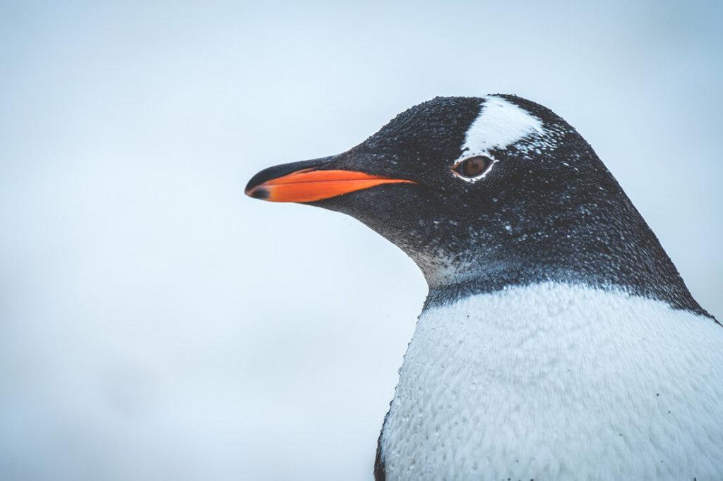 viaje-a-la-antartida-pinguino-cerca