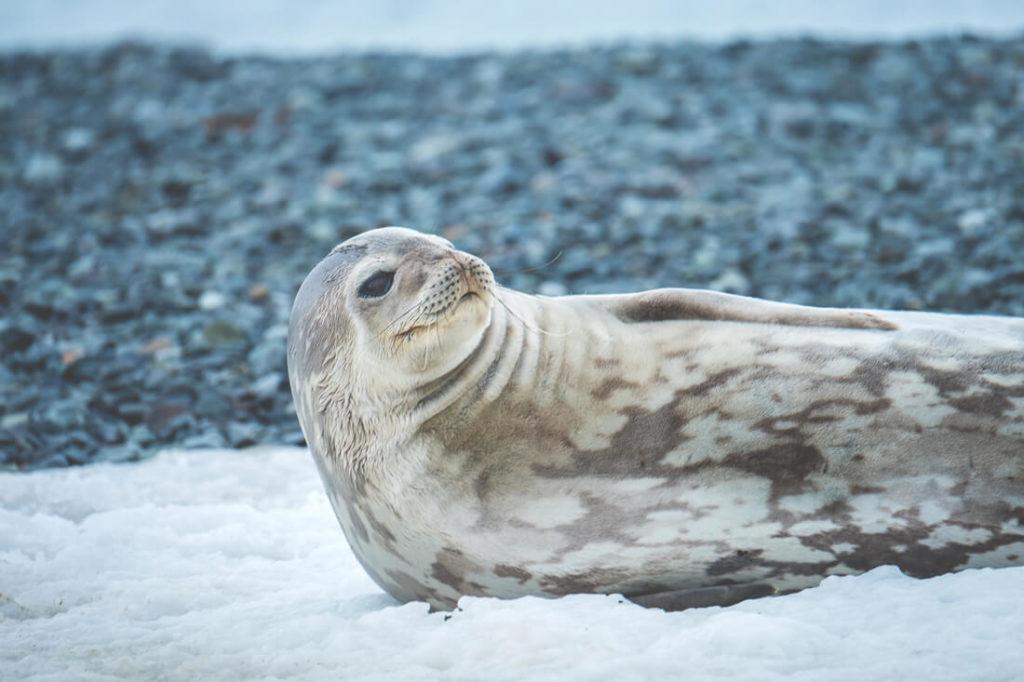 Antartida-viaje-ocean-Weddell-foca