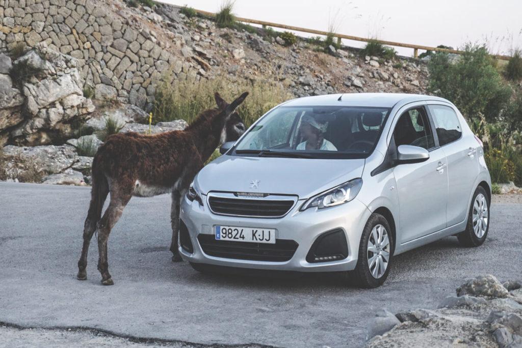 mallorca-viaje-serra-de-tramuntana-burros-salvajes