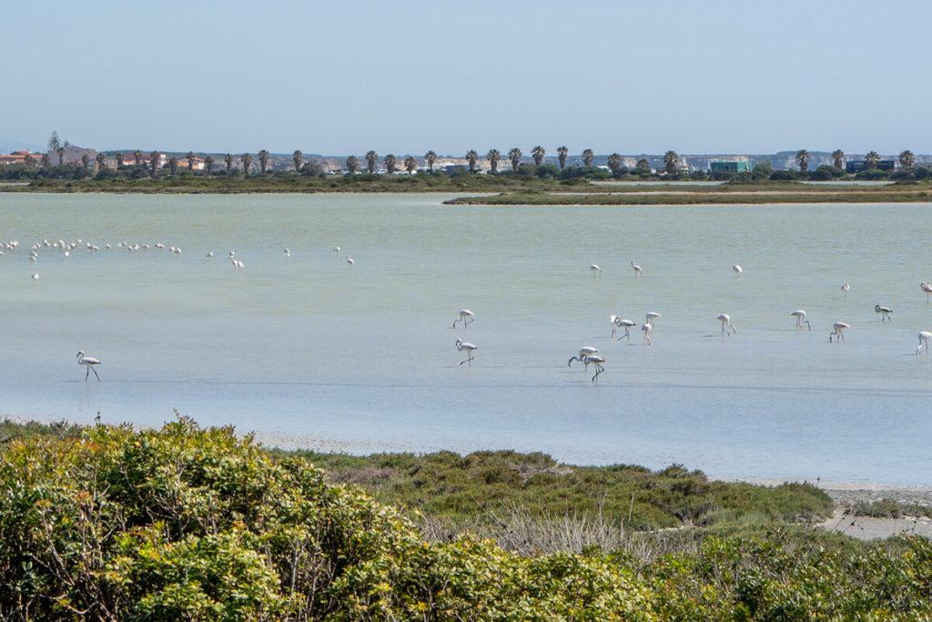 sardinien-sehenswuerdigkeiten-westen-Sinis-Halbinsel-Flamingos