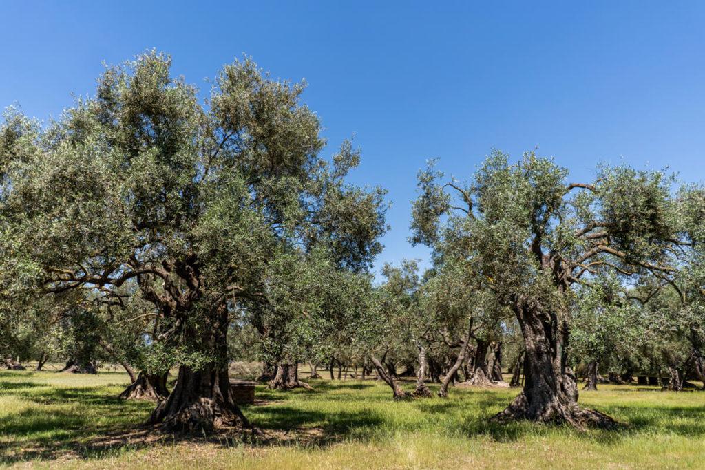 Sardinien-Westen-S-Ortu-Mannu_1
