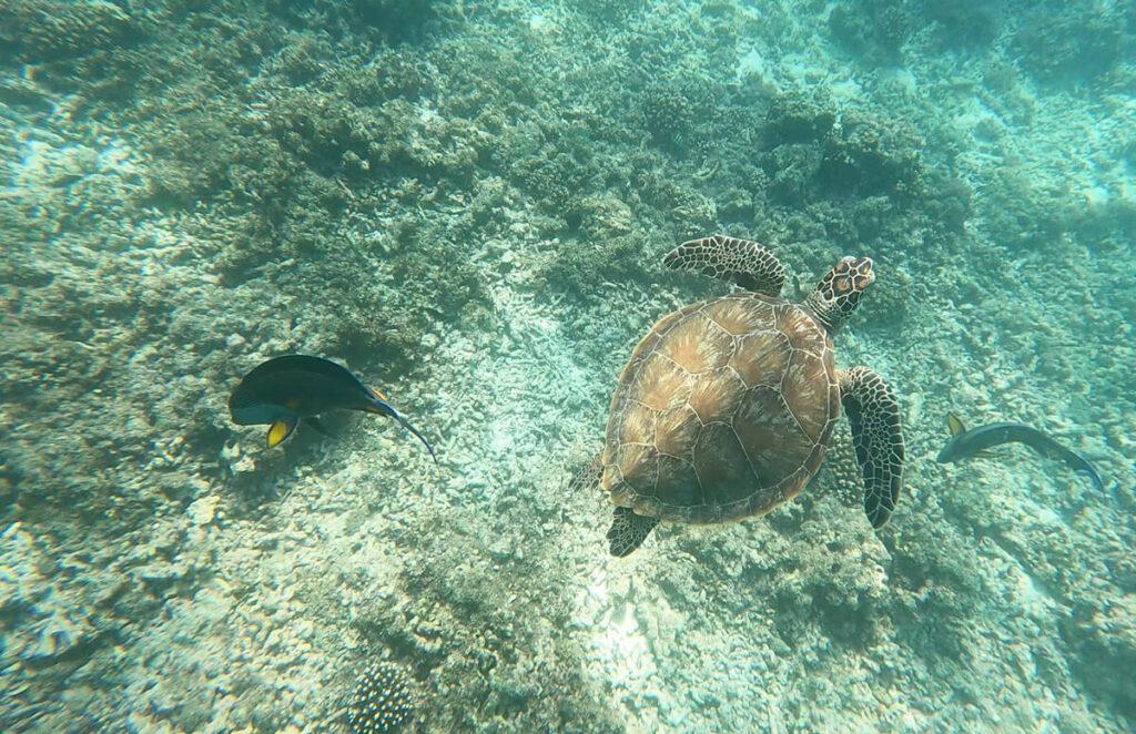 Tour Islas Daymaniat