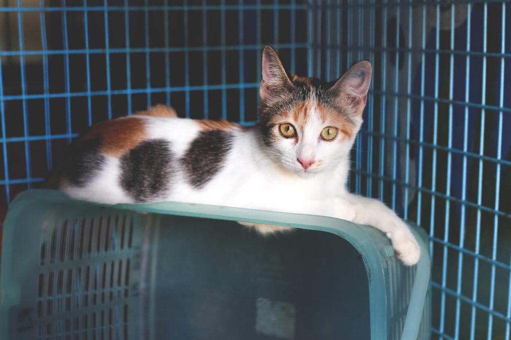 Refugio de animales en Koh Lanta