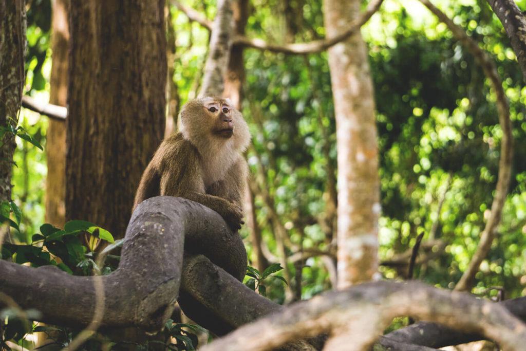 Monkey Hill en Phuket