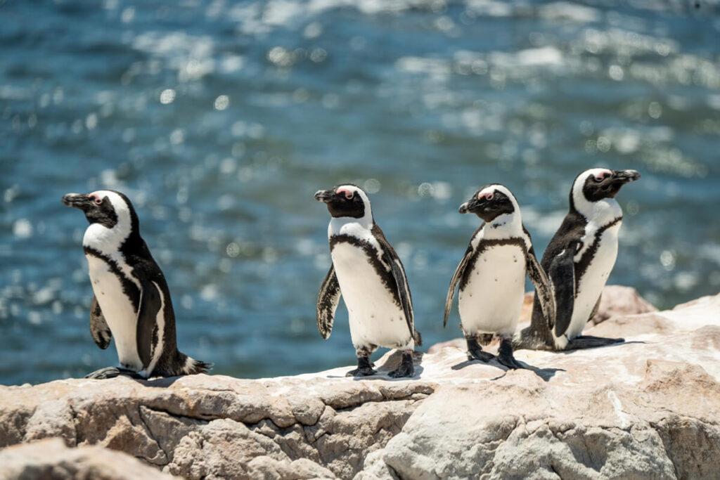 Pingüinos en Betty's Bay