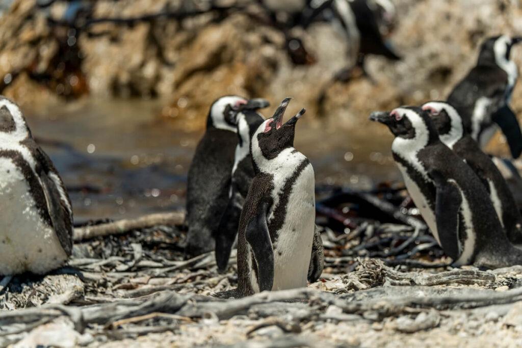 Pingüinos en Betty's Bay