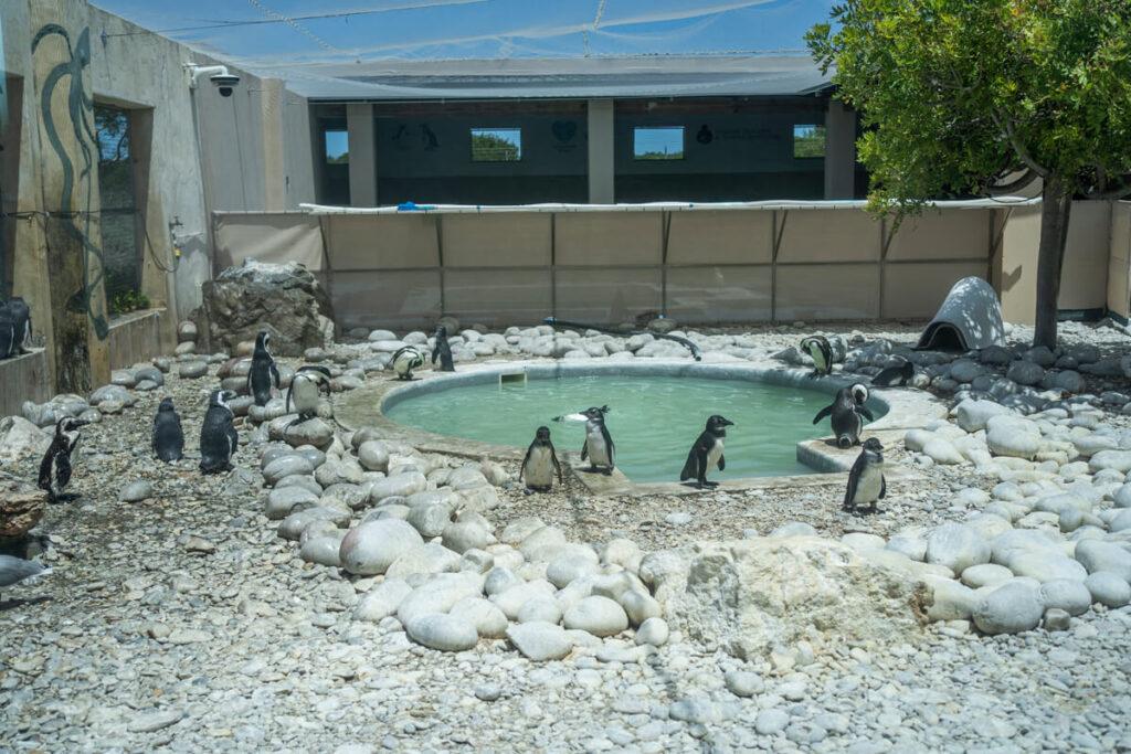 Santuario de Pingüinos Africanos y Aves Marinas