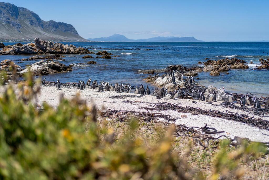 Pingüinos en Betty's Bay