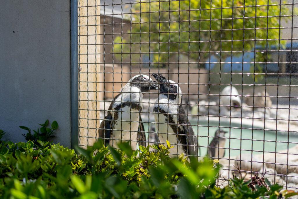 Santuario de Pingüinos Africanos y Aves Marinas