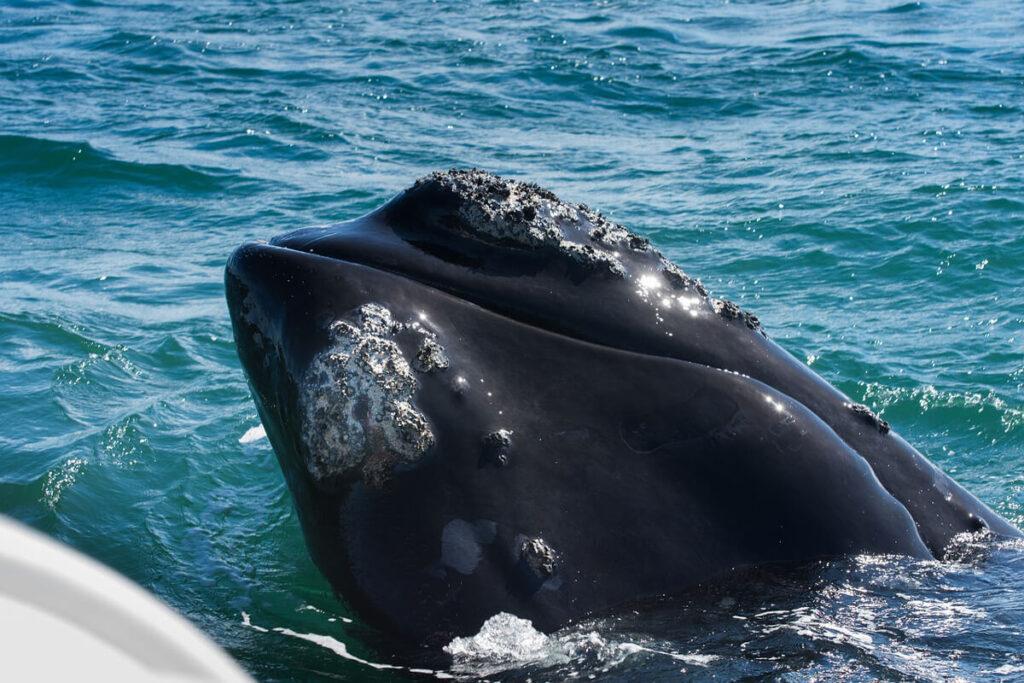 Observar ballenas en Hermanus