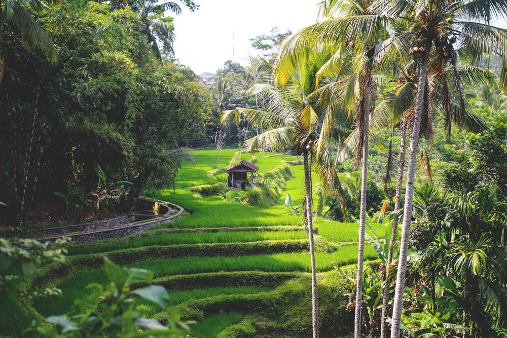 Ubud-Indonesien-Bali-campo-de-arroz-terraza-de-arroz