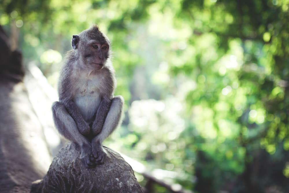 Mono-Monkey-Forest-Bali-Indonesien-Ubud