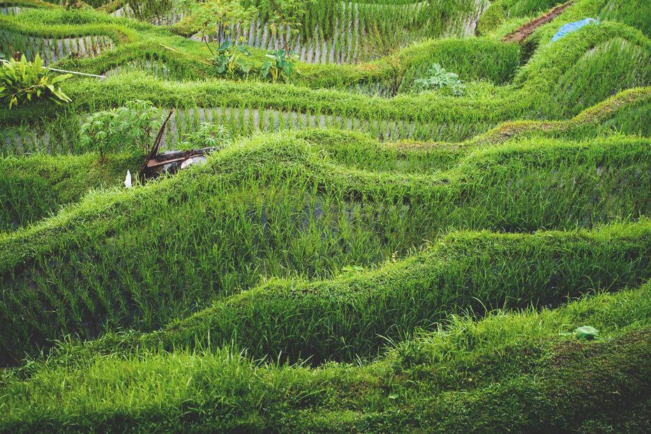 Telalalang-campos-de-arroz-Ubud-Bali-Indonesien