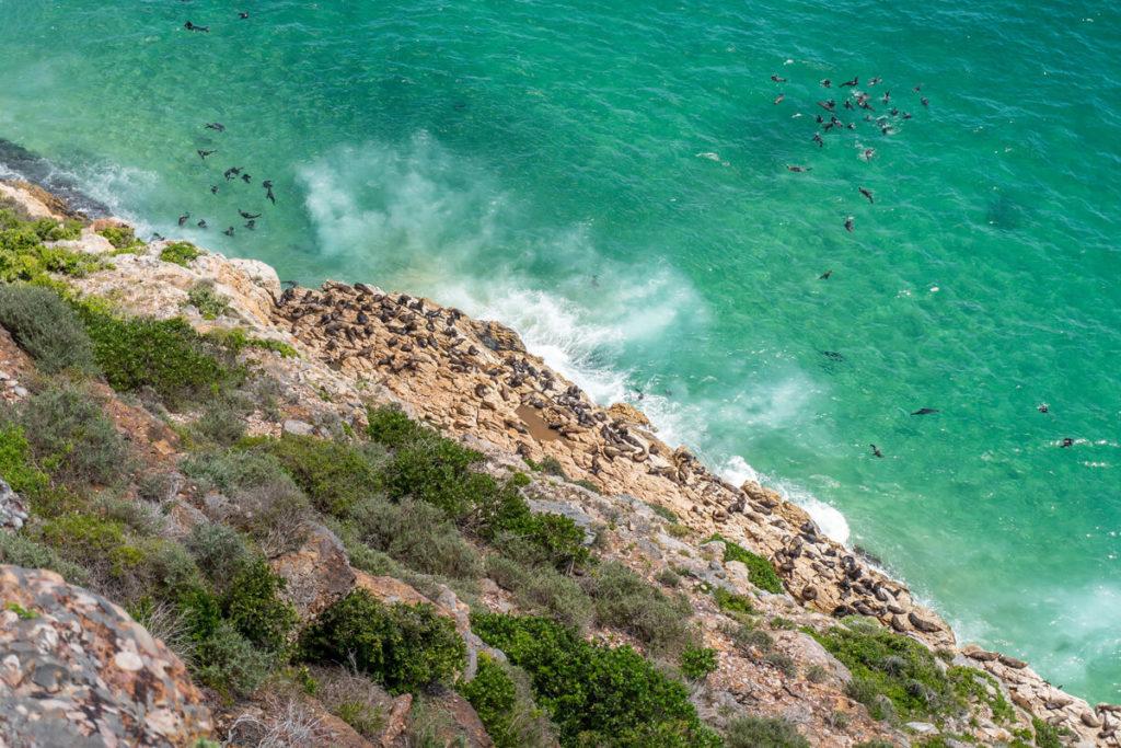 Focas en la costa