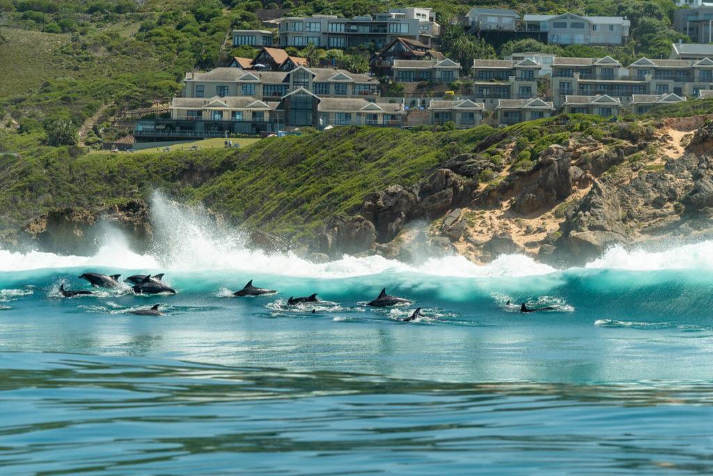 Knysna-Sudáfrica-Delfines-Bootstour