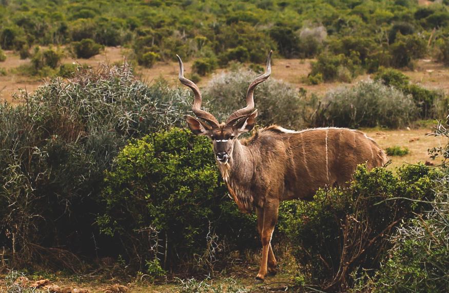 Safari alrededor de Ciudad del Cabo Kudu