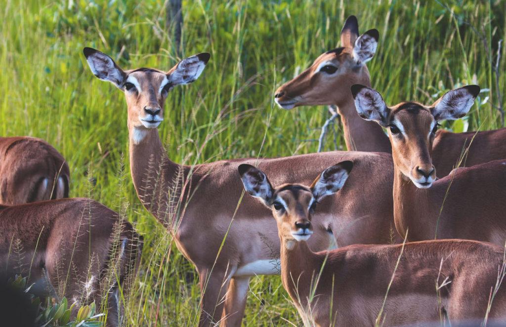 Impala Safari alrededor de Ciudad del Cabo
