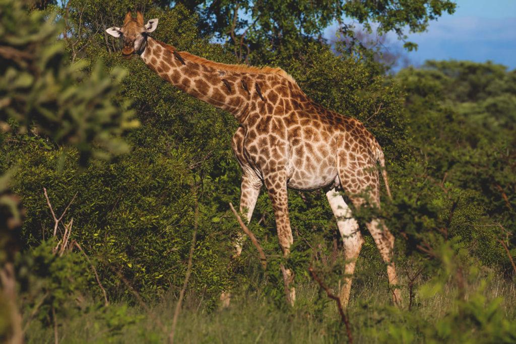 Jirafa en Safari Parque Nacional Kruger alrededor de Ciudad del Cabo