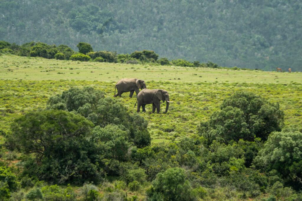 Elefantes en el Pumba Game Reserve