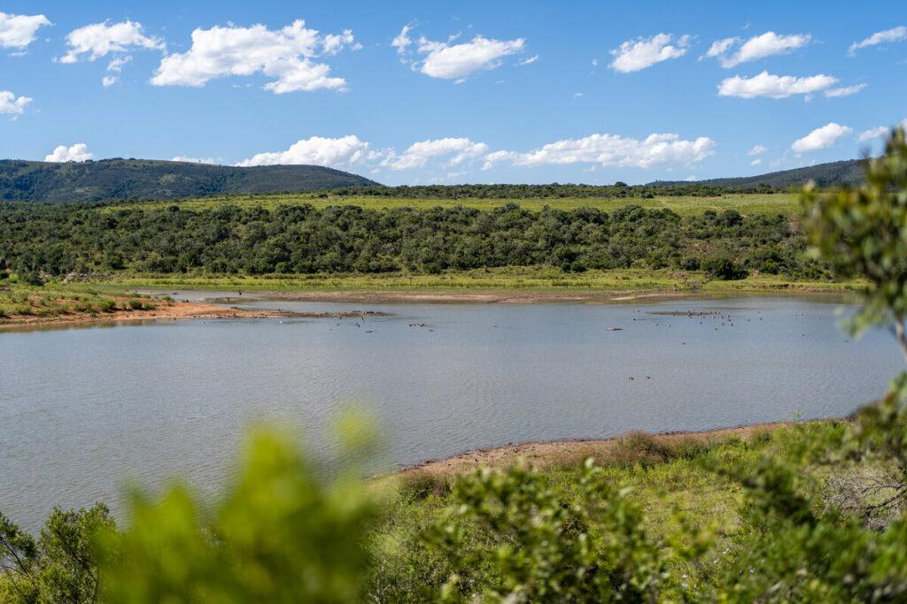 Agujero de agua del Pumba Private Game Reserve