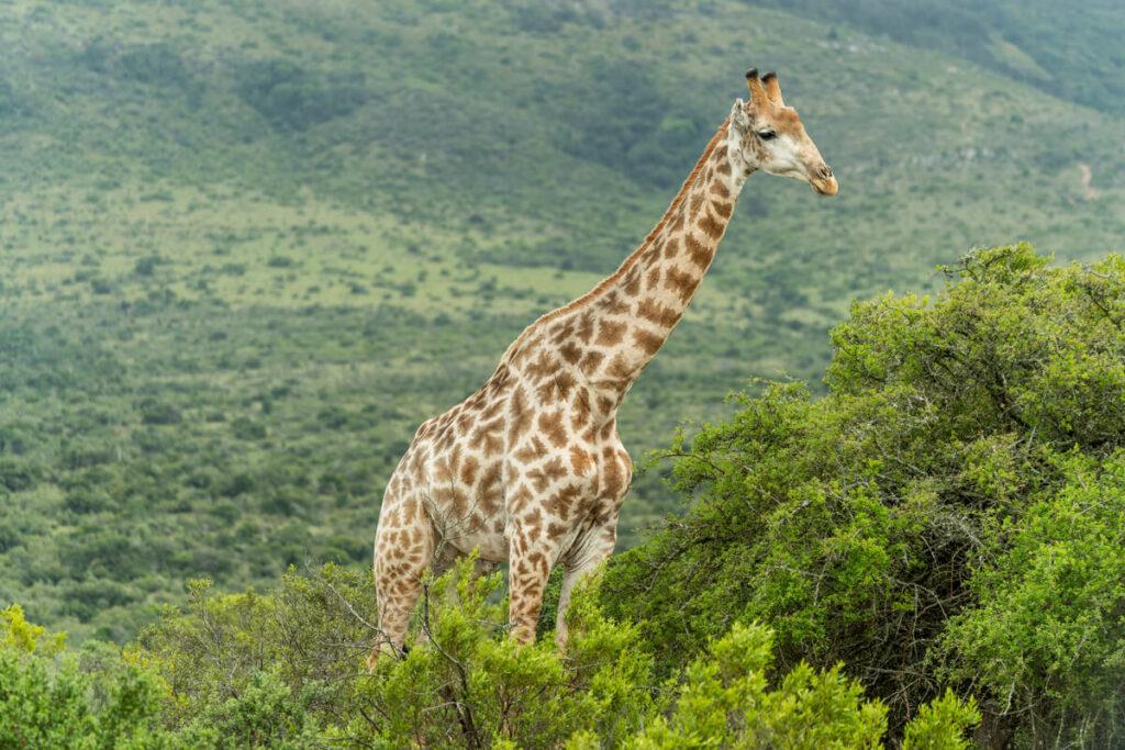 Jirafa