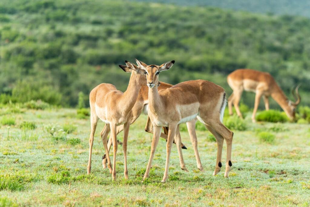 Pumba Private Reserve Impala