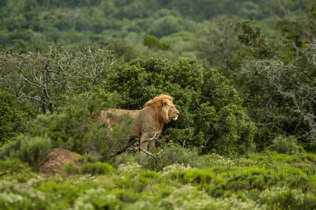 Pumba Private Reserve León