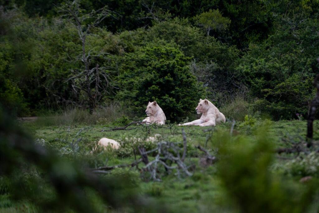 Pumba Private Reserve Leones Blancos