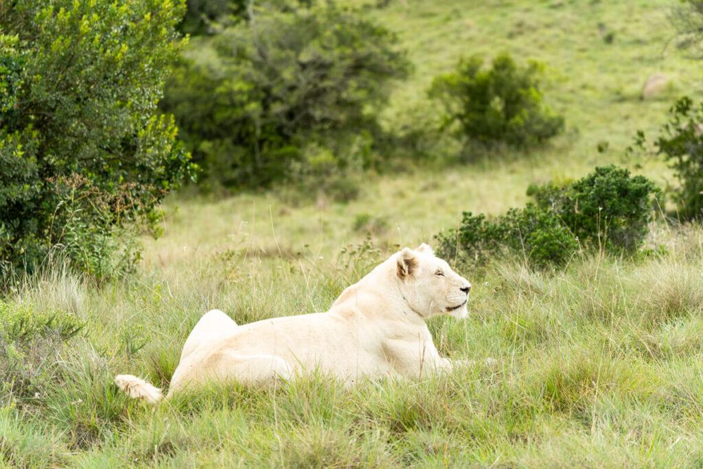 Pumba Private Reserve León Blanco
