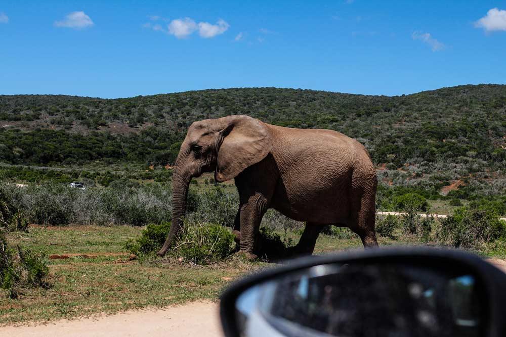 elefant-suedafrika-rundreise-game-drive-addo-park