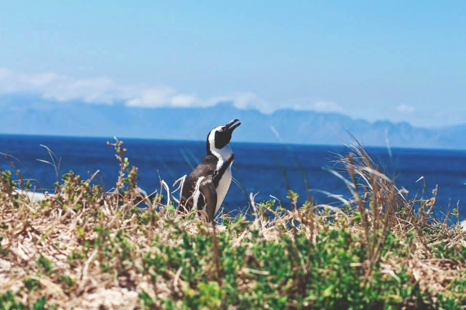 pinguine-boulders-beach-suedafrika