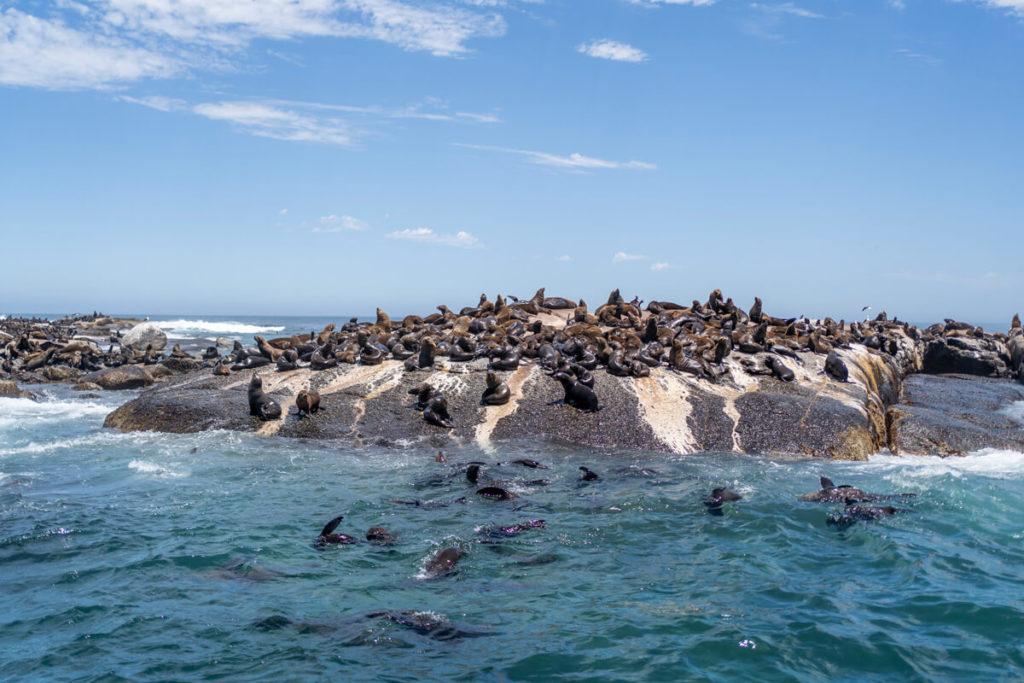Isla Duiker cerca de Hout Bay