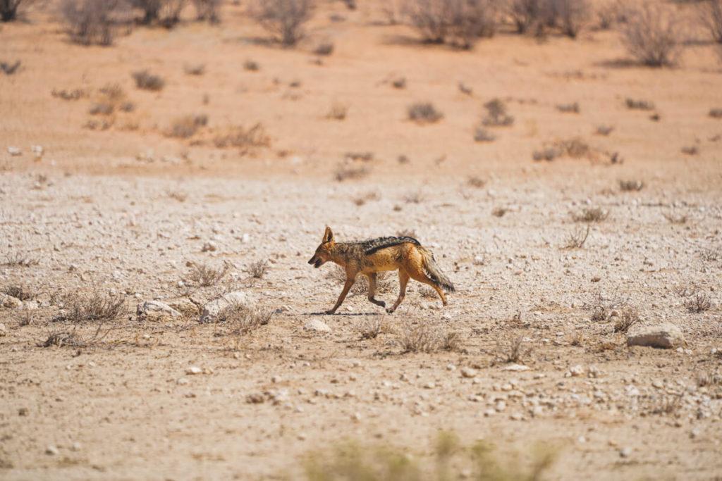 Kgalagadi-Transfrontier-Nationalpark-Schakal-Game-Drive