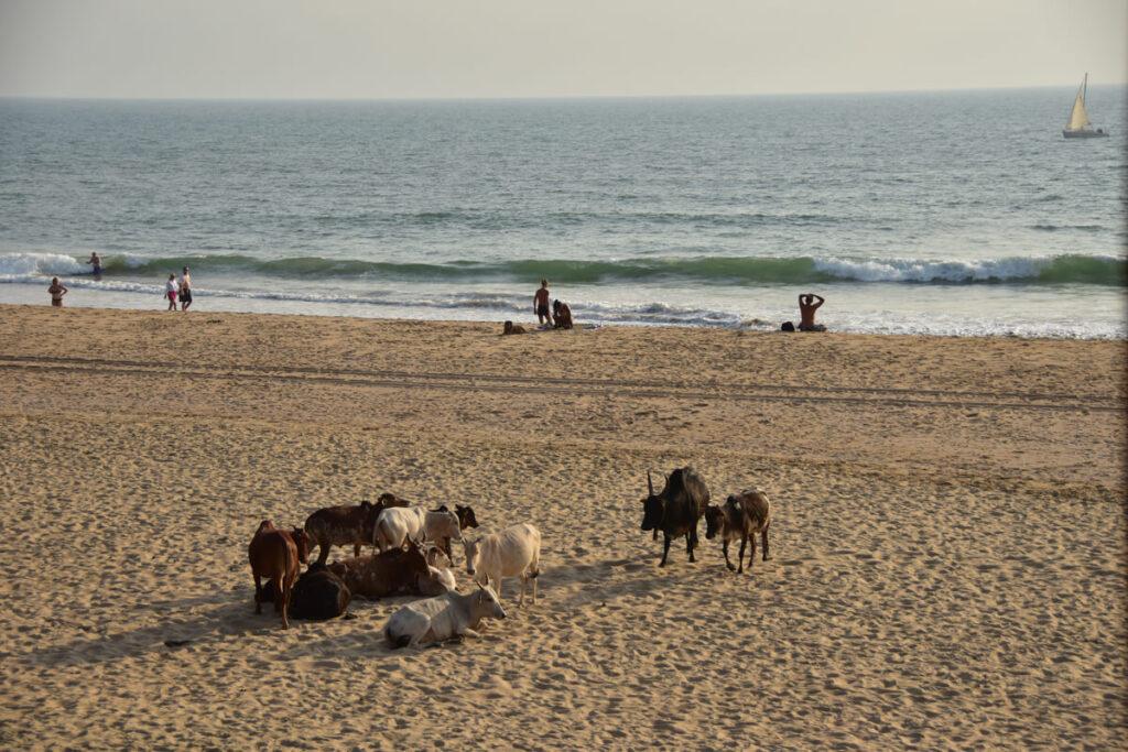 Goa Playa Agonda