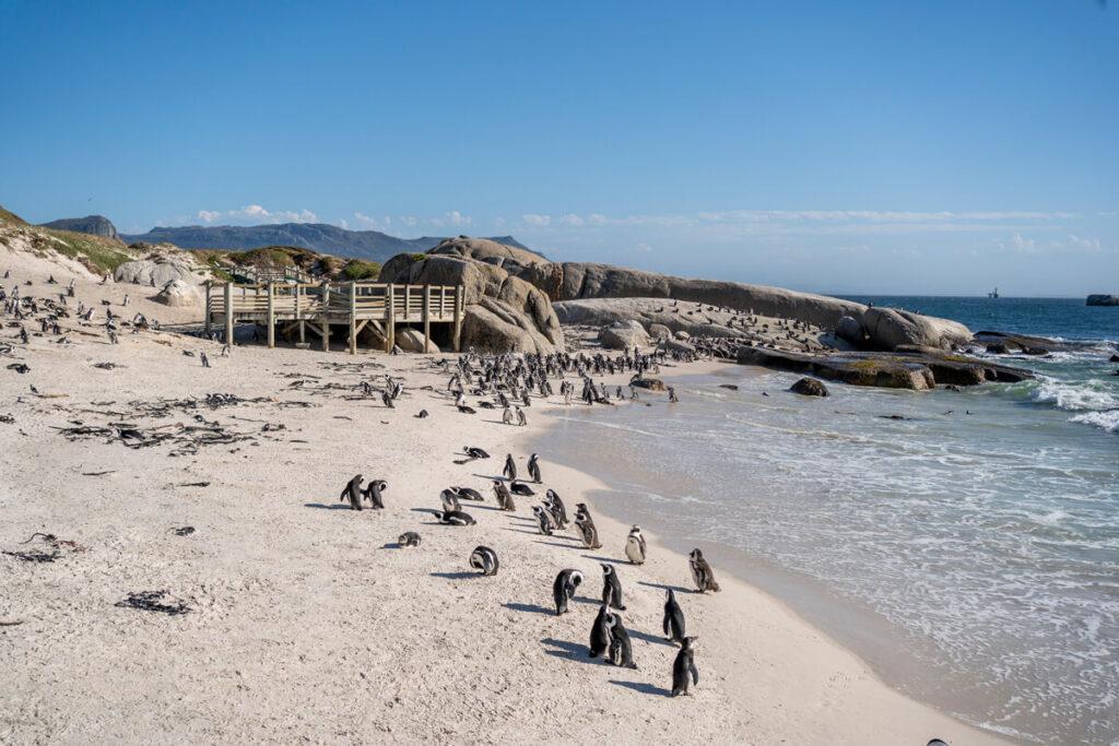 Destinos de febrero Sudáfrica Boulders Beach pingüinos
