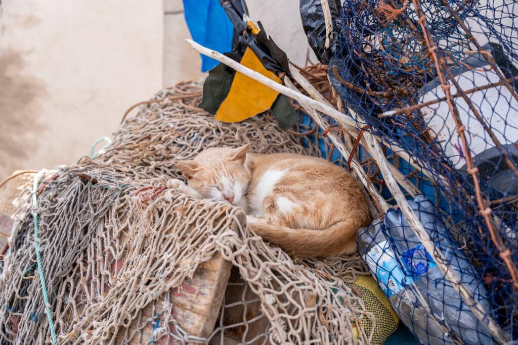 Gato Marruecos Puerto