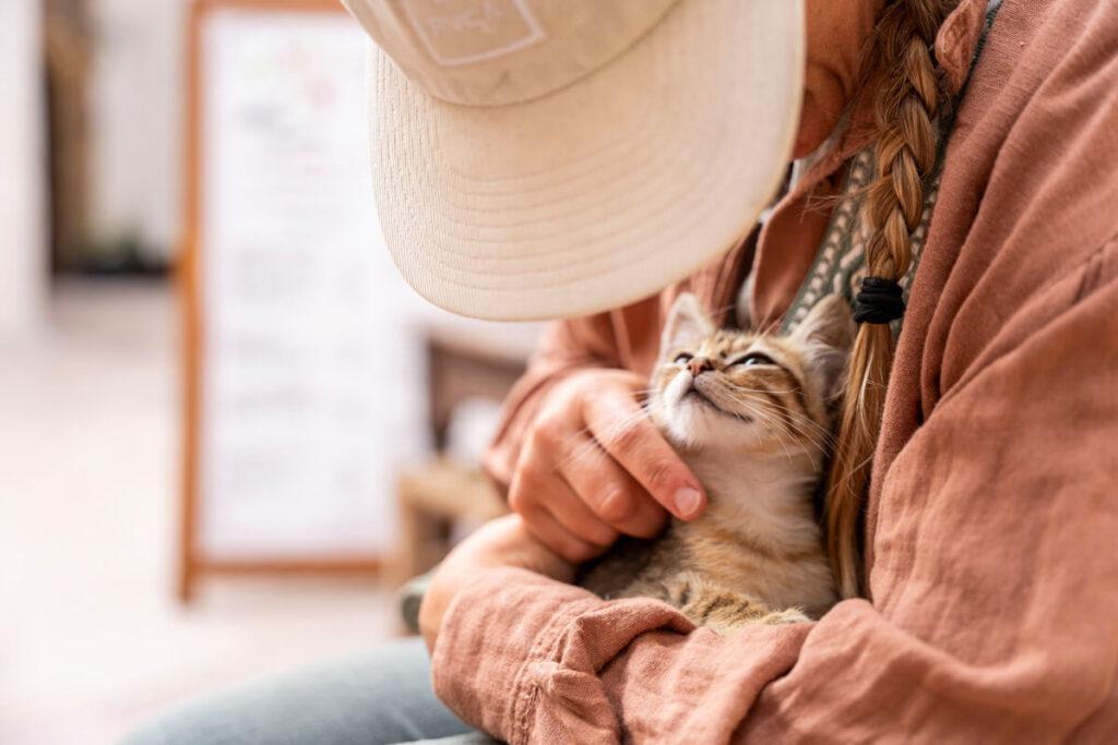 Gato Marruecos Medina