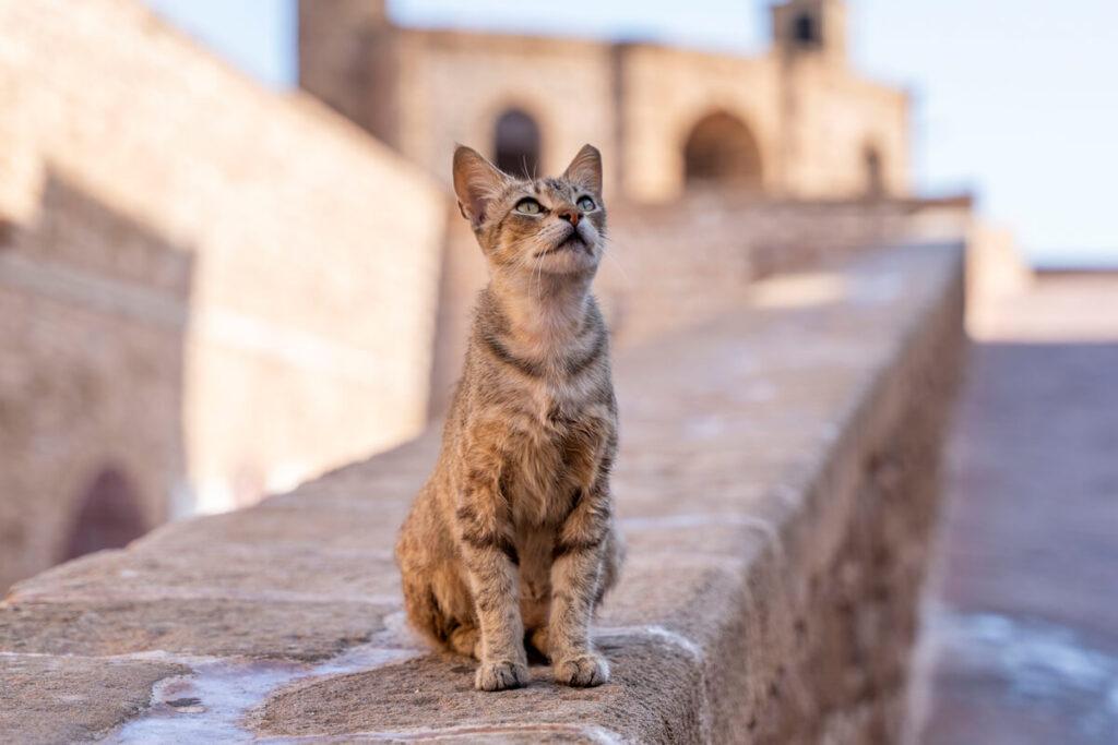 Gato Marruecos Medina
