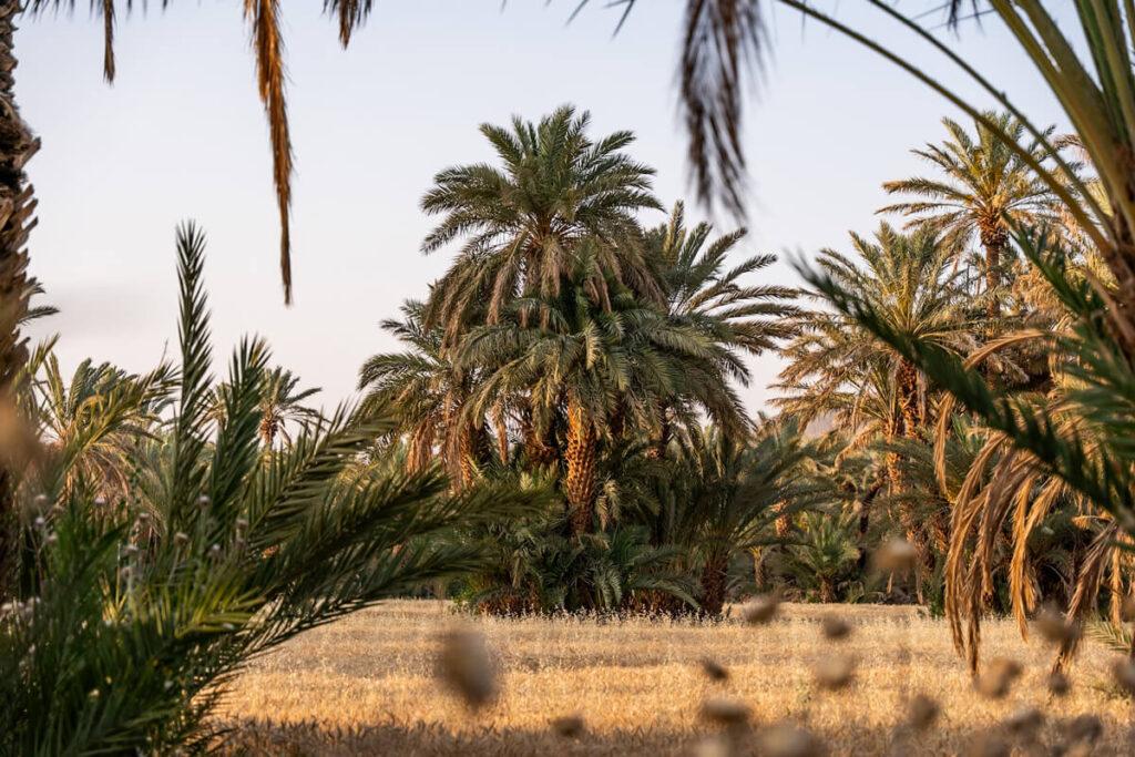 Palmeral en el Valle del Draa