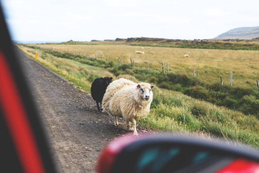 autofahren-island-mietwagen-schafe-vatnsnes