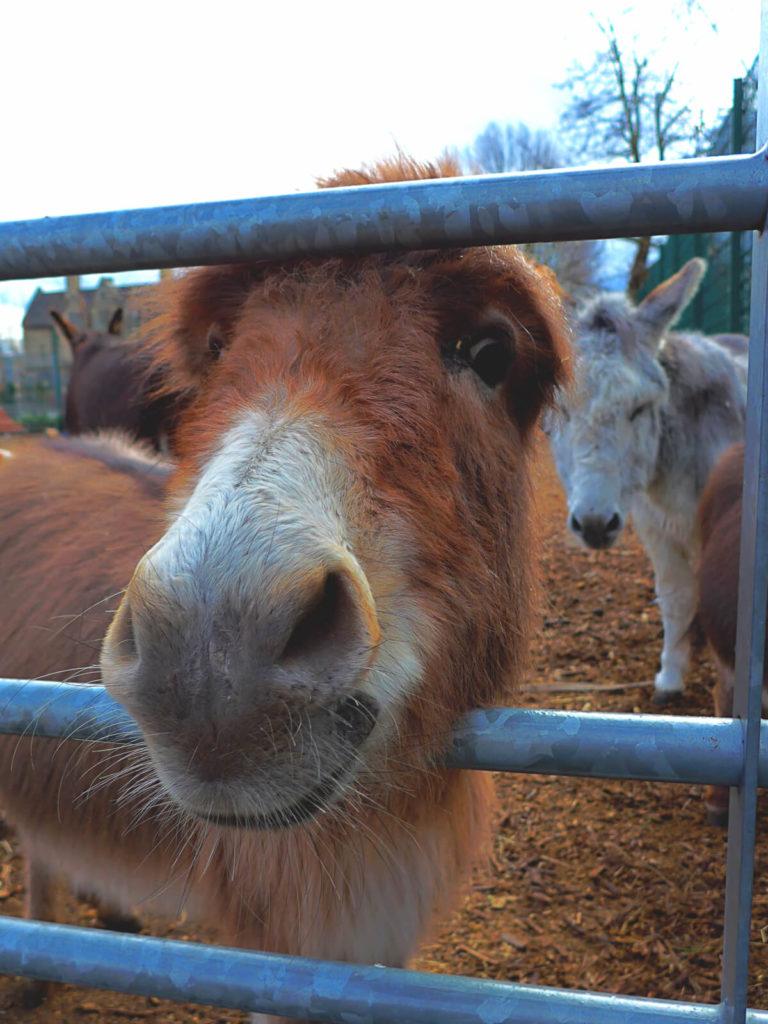 East-London-Spitalfields-City-Farm