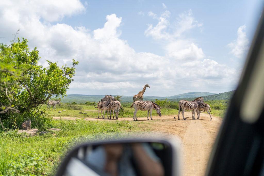 KwaZulu Natal Sudáfrica Hluhluwe iMfolozi Park