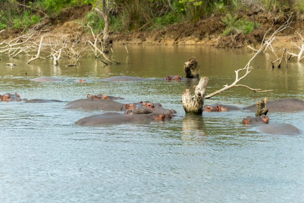 St. Lucia hipopótamos tour en barco