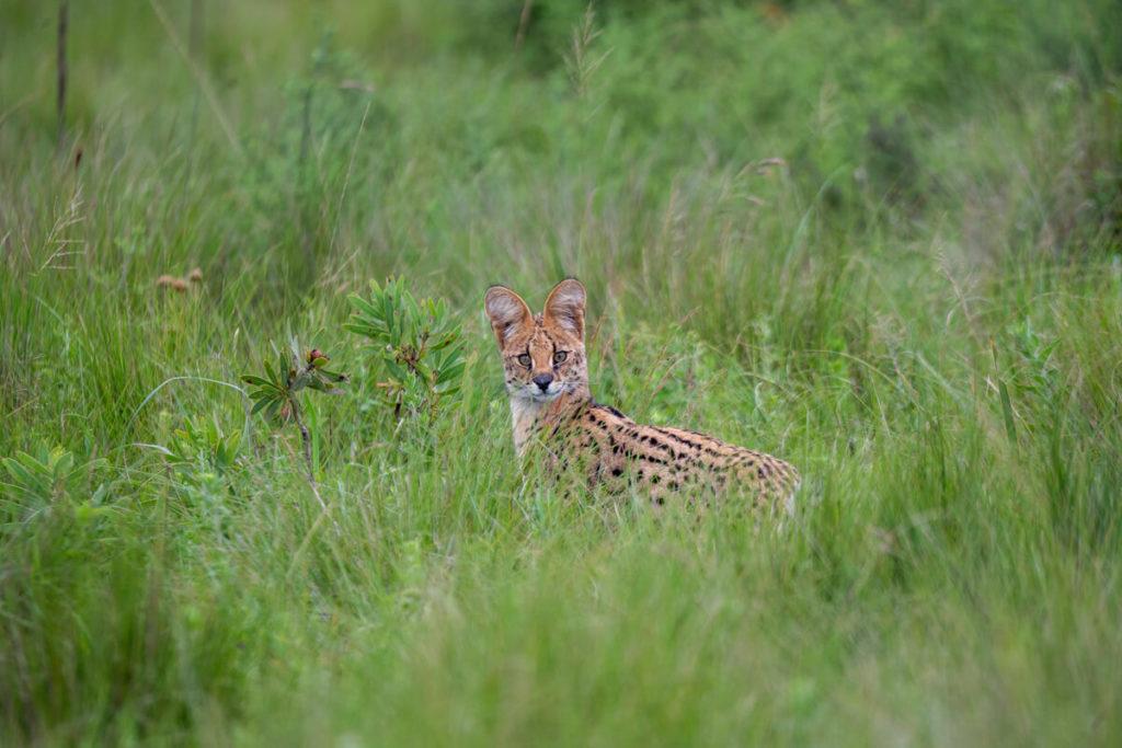 Oribi Gorge Nature Reserve Lake Eland Game Reserve Serval