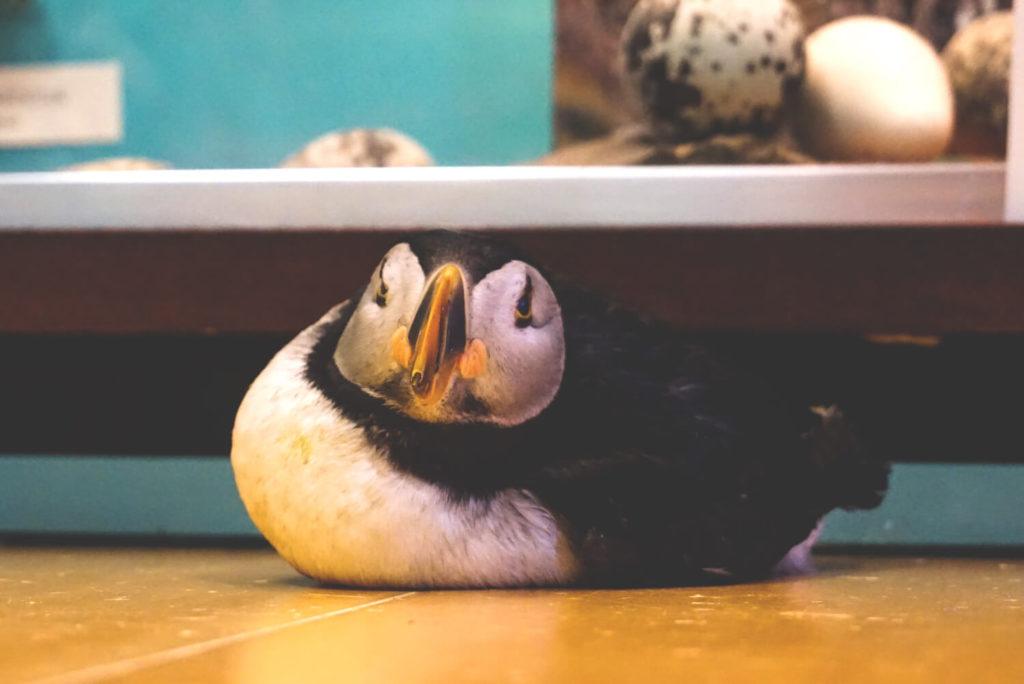 puffin-papageientaucher-vestmannaeyjar